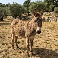 Photo de profil de Vincent T.