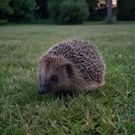 Photo de profil de Leïla S.